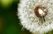 3rd May 2025 - Dandelion