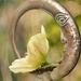 Hellebore~~~ by ziggy77