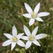 Common Star-of-Bethlehem by rhoing