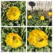Poppies and a Bee by dailypix