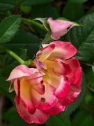 3rd May 2025 - First Rose