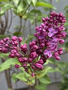 2nd May 2025 - Lilacs