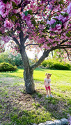 1st May 2025 - Cherry Blossom blooming 