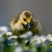Different Gosling, same Daisies by stevejacob