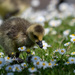 More fluff in the daisy's by stevejacob