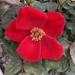 First rose I’ve seen  by illinilass