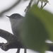 blue-gray gnatcatcher 