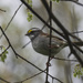 White-throated sparrow