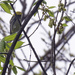 Black-throated green warbler 