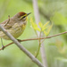palm warbler
