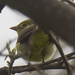 Female Scarlet tanager 