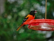 3rd May 2025 - Yummy yum yum!