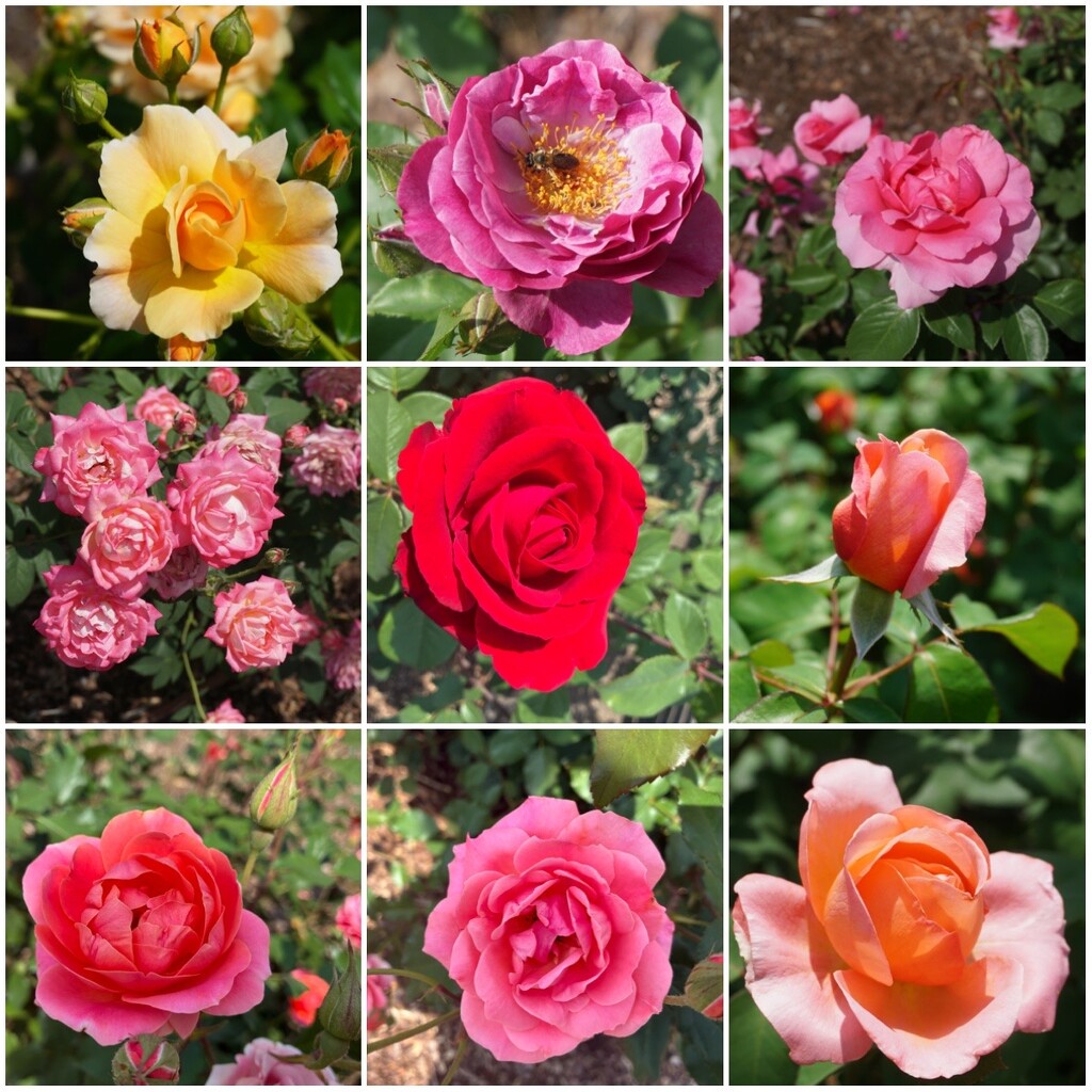 A Rose is a Rose is a Rose is a Rose by allie912