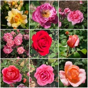 4th May 2025 - A Rose is a Rose is a Rose is a Rose