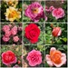 A Rose is a Rose is a Rose is a Rose by allie912