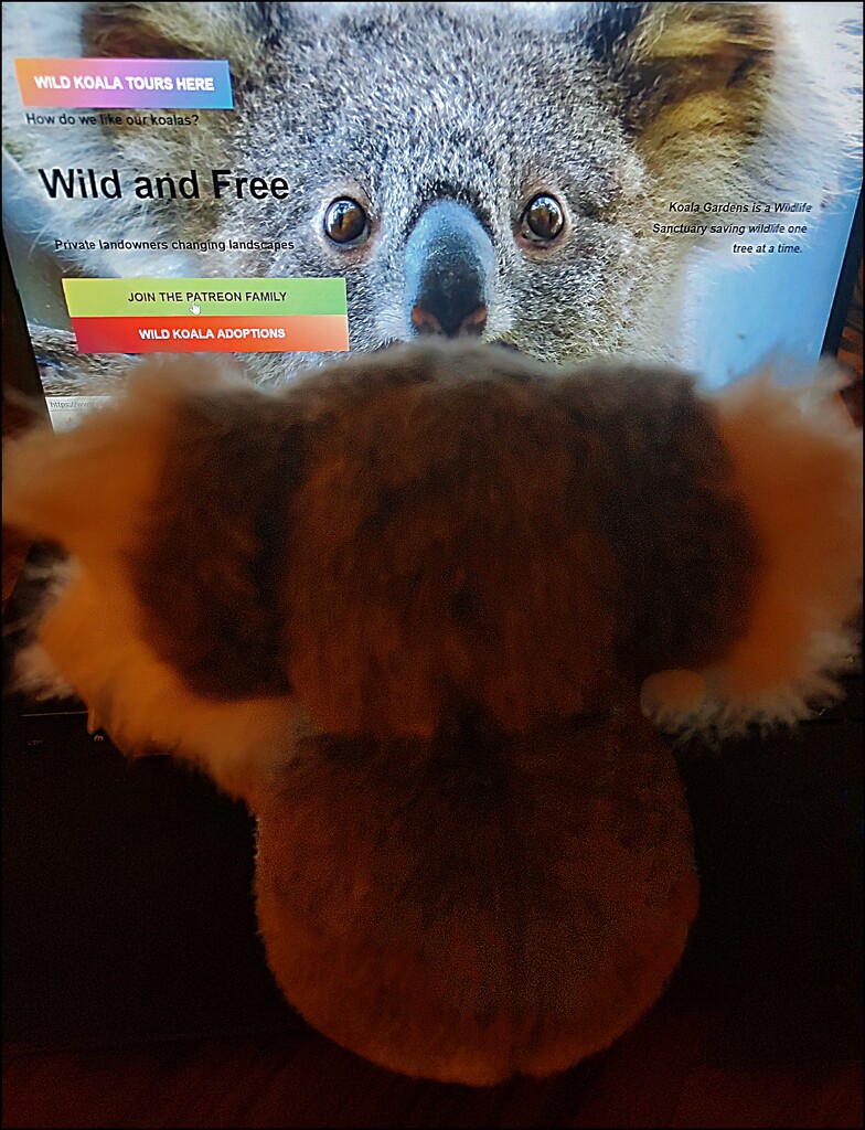 Wild Koala Day by olivetreeann