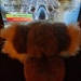 Wild Koala Day