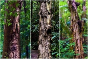 4th May 2025 - Three Different Tree Trunks ~