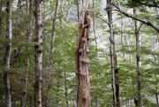 4th May 2025 - Forest