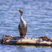 cormorant with friends by aecasey