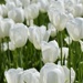 Tulip Festival  by jeremyccc