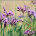 Flowering profusely after the rain by ludwigsdiana