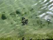 2nd May 2025 - Clear Water