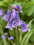 3rd May 2025 - Red Beetle