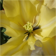 4th May 2025 - the heart of a yellow lily tulip