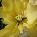 the heart of a yellow lily tulip