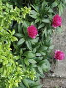 4th May 2025 - Peony Bush