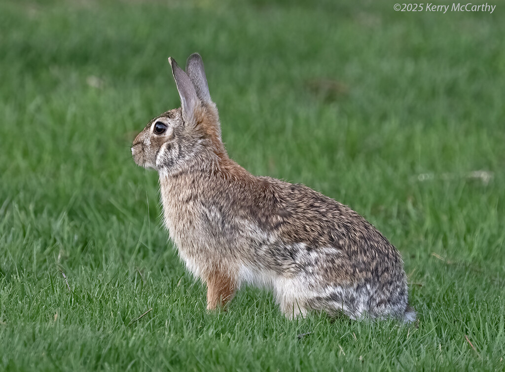 On High Alert by mccarth1