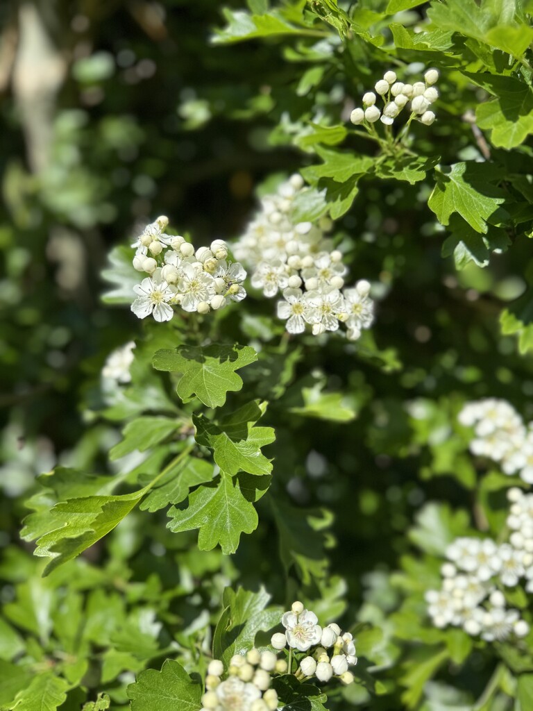 Hawthorn flowers  by alipalk59