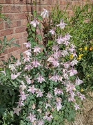 4th May 2025 - Abundance of aquilegia in my garden