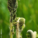 Cobra Fern Frond