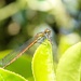 LARGE RED DAMSELFLY