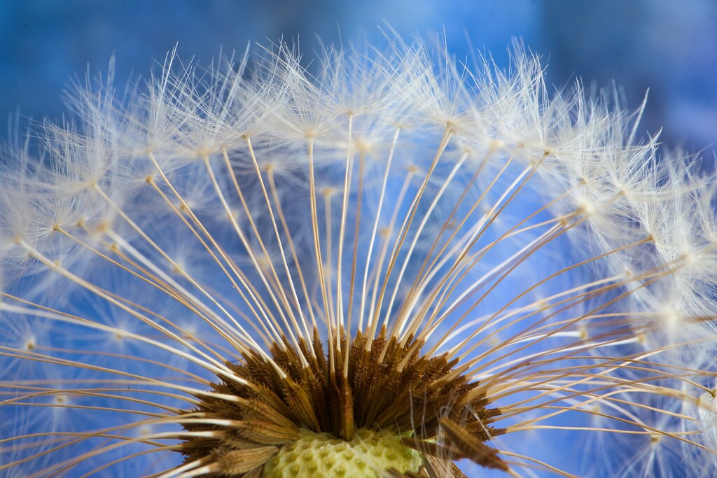 Dandelion by okvalle