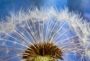 4th May 2025 - Dandelion