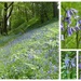 Bluebells Time by susiemc