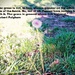 Dandelion between Light and Green                 Day 4 by sewfree