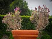 4th May 2025 - A Lavender