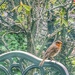 Robin by tinley23
