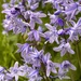 Bluebells by pamknowler