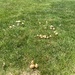 Fairy Ring