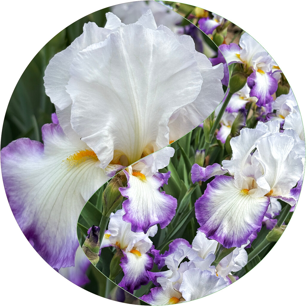 A lighter colored bearded iris by shutterbug49