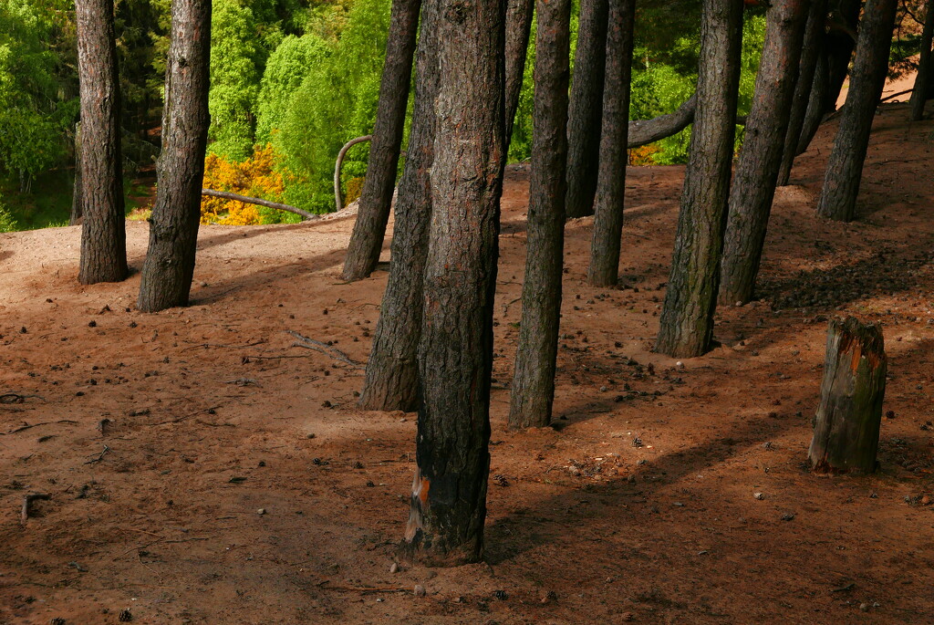 Quarry edge  by dgrpad