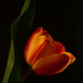 Tulip Fever by jayberg