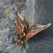 Moth On the Pavement