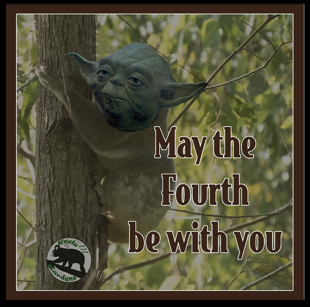 happy Star Wars day by koalagardens