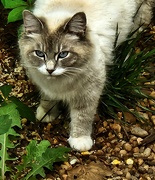 4th May 2025 - Neighborhood Cat